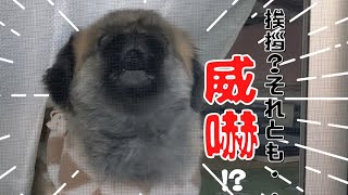 それ、挨拶!?朝から元気に吠えまくる愛犬です!