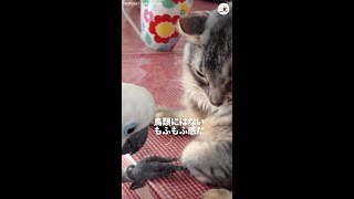 「気持ちいい～💕」猫さんのモフモフに虜になるオウムさん #Shorts