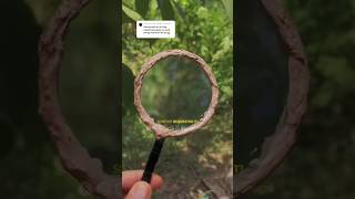 COOKING with the Magnifying Glass in the bush! 🌿🔥🔍😎🌞🥵