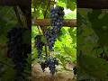 Grapes #grapes