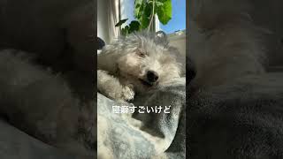 おじいちゃんのお昼寝 #老犬 #トイプードル #シニア犬 #犬のいる暮らし #僧帽弁閉鎖不全症 #14歳 #shorts