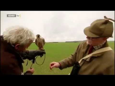 Owner watches his falcon kamikaze directly into truck Owner watches his falcon kamikaze directly into truck