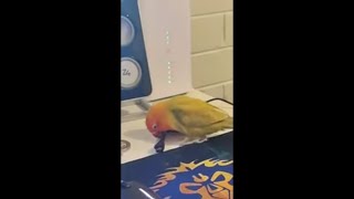 Bird Trying to Peck Owner Mouse as She Asks Him ”You Breaking Things”