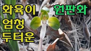 한국춘란 산행/ 화육이 엄청 두터운 춘란 원판화와 색상이 좋은 보춘화를 만나다.