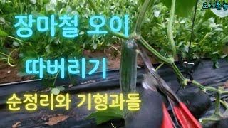 계속 비오고 흐린 날 오이 수난시대 극복 해 보자 !!!