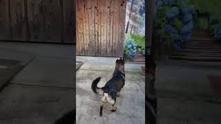 シェパード犬　梅雨どきのヒーリング#ボール遊び#屋根#germanshepherd