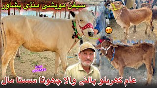 Saifan Maweshi Mandi Peshawar New Updates 2025 | Bulls Price 2025 Eid Ul Azha | Khyber Social Tv