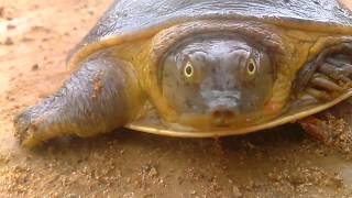 Funniest Turtle found in River / ಆಮೆ