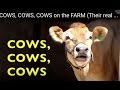 COWS, COWS, COWS on the FARM  (Their real sounds) Babies, Toddlers, Preschoolers, Etc.