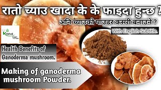 रातो च्याउका फाइदा। Health benefits of Ganoderma mushroom,रातो च्याउको पाउडर कसरी बनाइन्छ त ?Powder|