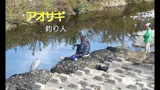 [4K60P]野鳥：アオサギと釣り人②／Ｋ川