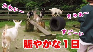 賑やかなある日の子ヤギの四姉妹　2020年5月21日　冷えピタ姉妹＆黒クリ姉妹　An energetic day to play with goats