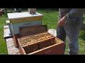 Control de varroa