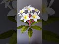 paper plumeria frangipani crepepaperflower flower papercraft handmade craft paperflower