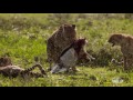 A Cheetah Intruder  Destination WILD