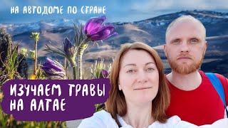 Мы на Алтае - горы, травы, водопад и снежный человек