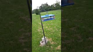 Training bluebirds to come to a bluebird feeder when called