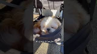 一生懸命おやつを食べるシーズー犬と赤ちゃん兄弟