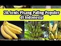 20 Jenis Pisang Paling Populer di Indonesia