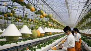 Farmers' SECRET to Growing World's Most EXPENSIVE Cantaloupes! 🍈 | Agriculture Technology