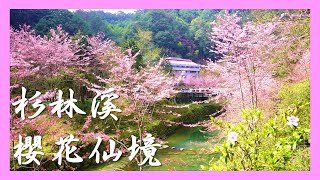 【南投】櫻花夢幻仙景！杉林溪整片櫻花林美景，帶你賞櫻趣！｜Roger Vlog Vol. 187