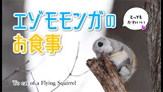 【エゾモモンガ】のお食事　To eat of a Flying Squirrel