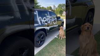 My dog spray painted my car!