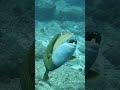 A very angry Titan Triggerfish