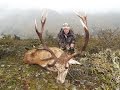 New Zealand Free Range Red Stag Hunting Safari