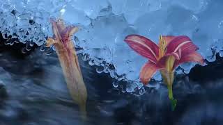 Open and Close Flower and Ice