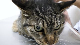 【地域猫】団子隊員、お口が痛くてまた病院に行く。【魚くれくれ野良猫製作委員会】