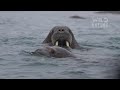 harsh alaska the survival struggle of wildlife animal documentary