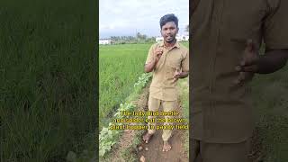 Blackgram as a bund crop in paddy field..