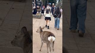 奈良公園の鹿たちと外国人観光客のかわいい交流 | Nara park deer 🦌 in japan