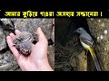 আমার কুড়িয়ে পাওয়া অসহায় খঞ্জনা পাখির জীবন কাহিনী | পাখির গল্প :৬৫ | The Life Story of Wagtail Bird |