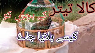 teetar chick | Kala teetar  | ke bachon | Ko | bulane ka tariqa | How to call partridge babies