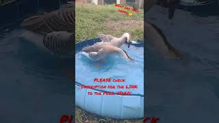 GOOSE FIGHT #short #mating #peckingorder #geese #goose #gander #africangeese #chinesegeese #pooltime