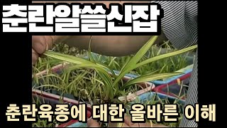 춘란육종배양 얼마나 알고 계신가요???