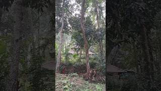 കാടിനുള്ളിൽ ഒരു തറവാട്🌳🏚🌳#shorts #trending #forest #house