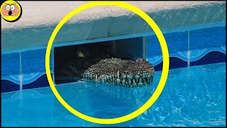 10 Keer dat Wilde Dieren in een Zwembad Terechtkomen