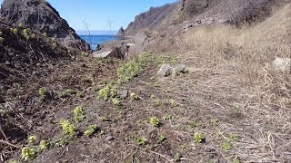 【探索】国道２２９号  神恵内村  キナウシトンネルの旧道区間  ～旧旧道散歩～