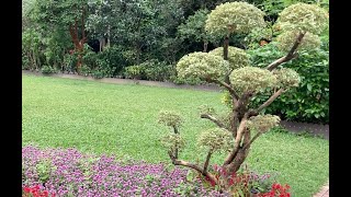 Flora 植物｜Hong Kong Zoological and Botanical Gardens 香港動植物公園 #zoological #botanical #garden #flowers