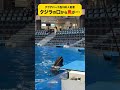 【ひとりだけクジラ】アクアパーク品川の イルカショー で活躍するオキゴンドウのティナ　 水族館 鯨