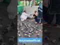 birds masha allah makkah kaaba madinah masjidnabawi shorts viral shortfeed pakistan video