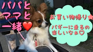 【パピヨンのベルちゃん】バギーでスイスイ🏎パパとママと買い物帰り🐶