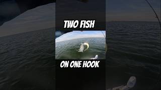 #fishing #fishingvideo #fish #florida #ocean #sea #troutfishing #bassfishing #everglades #miami