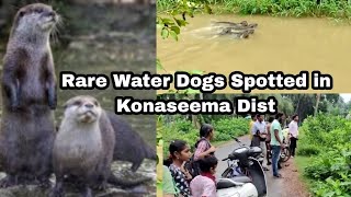 Rare Water Dogs Spotted in Konaseema District.