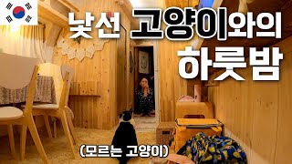 A dizzying night at the glamping site spent with a strange cat [🇰🇷Domestic Travel 04] [ENG]