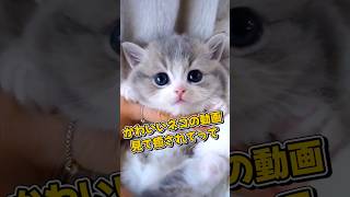 １分で癒やされるネコの動画5選#shorts#cat#cute#kitten#pets#猫