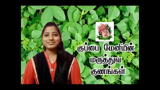 தோல் பிரச்சனைகளுக்கு ஏற்ற தீர்வு குப்பைமேனி. | குப்பை மேனியின் மருத்துவ குணங்கள் | Kuppaimeni